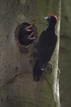 Black woodpeckers