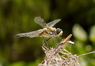 Rare large dragonfly Eurasian baskettail