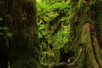 Dense vegetation in the rainforest