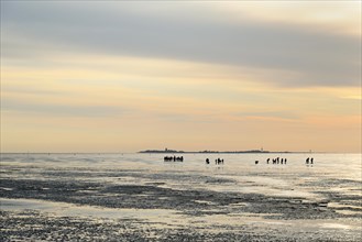 Guided mudflat tour in the evening hours