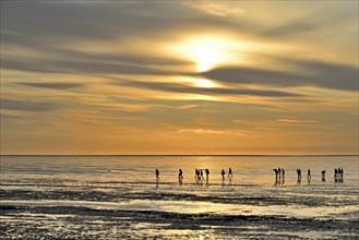 Guided mudflat tour in the evening hours
