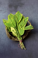 Panaschierter Salbei