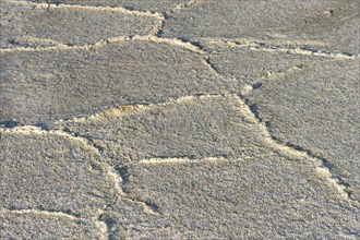 Crust of rock salt on the Assale salt lake