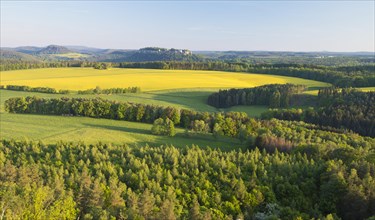 View from Rauenstein over blooming rape fields to the fortress Koenigstein and Pfaffenstein