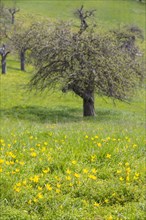 Orchard meadow in spring