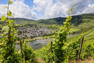 Vineyards on the Moselle