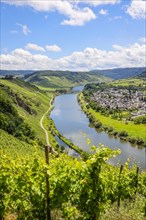 Marienburg above vineyards on the Moselle