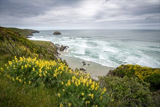 Yellow lupins on the steep coast