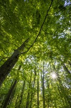 Sun shines through a beech forest
