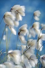 Blooming Cottongrass