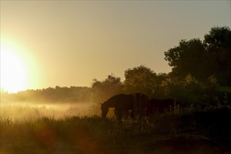 Sunrise with wild horses in the Danube Delta