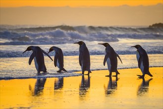 King penguins