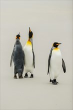 Three King penguins