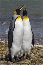 Two King penguins