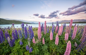 Purple and pink Large-leaved lupins