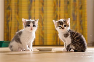 Two young cats