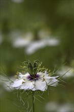 Love-in-a-mist