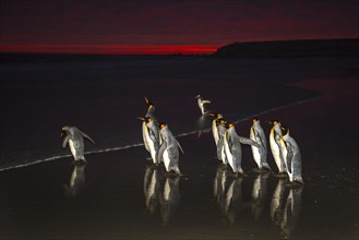 King penguins