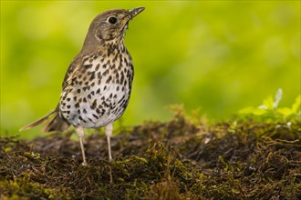 Song thrush