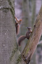 Eurasian red squirrel