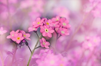 Pink Forget-me-not