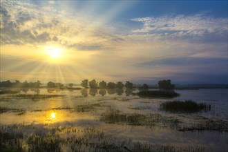 Sunrise over swamp area