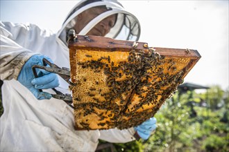Beekeeper with protective suit checks his honeyBees