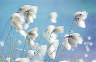 Blooming Cottongrass