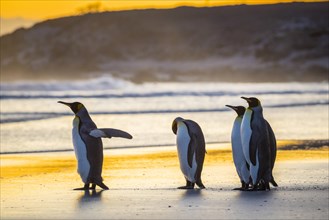 King penguins