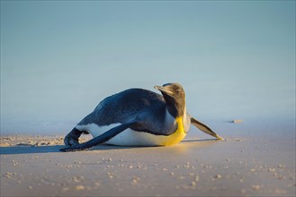 Young King penguin