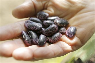 Hand with Scarlet runner beans