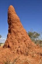 Termite mound near Waterberg
