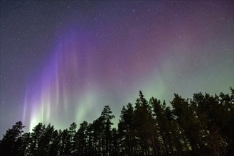 Northern lights over northern forest