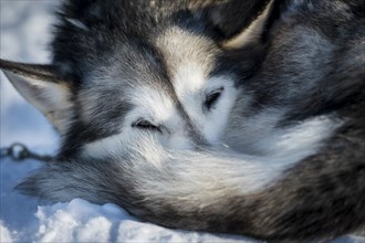 Husky resting rolled up in the snow