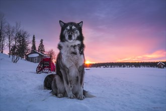 Husky sitting upright in the warm light of the rising sun in front of a dog sled team