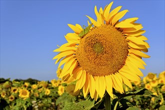 Sunflowerfeld