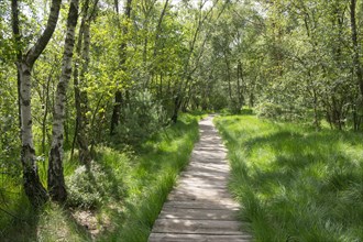 Boardwalk through the birch forest