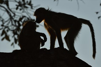 Two Chacma baboons