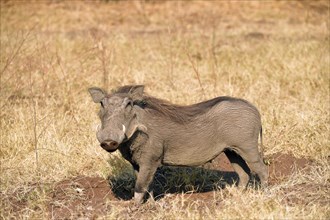 Common warthog