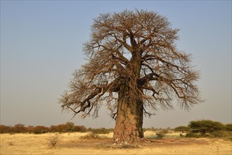 Age African baobab tree