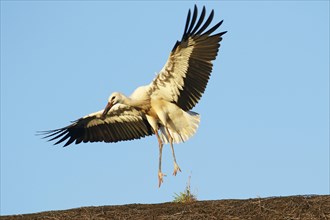 Young White stork