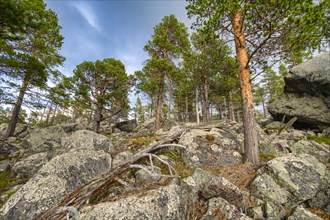 Primeval forest in the Laponia protected area