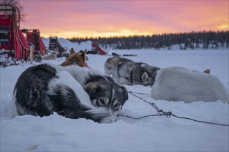 Dog sled team rests in the snow at dawn
