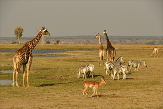 African wildlife