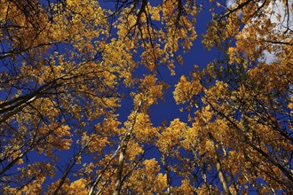 Autumnal aspen forest from below