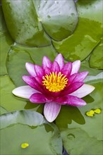 Pink Water lily