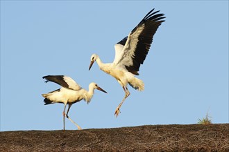 Young White storks