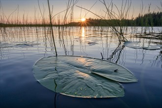 Lily leaf at sunset on a lake in a evening mood