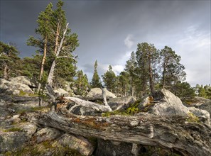 Primeval forest in the Laponia protected area