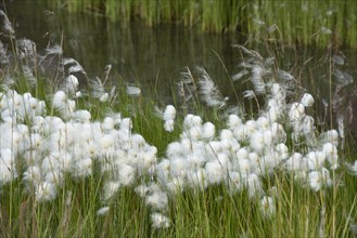 Cottongrass